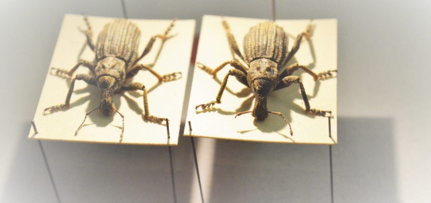 phobia, procrastination, fear, anxiety, stress, study