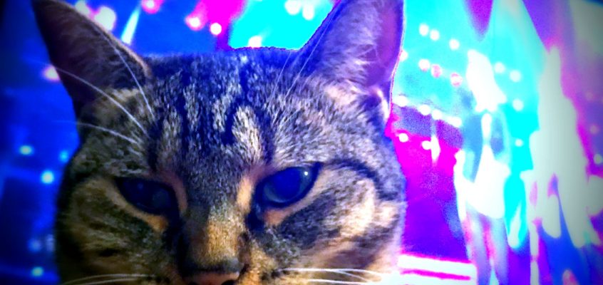 What I’m doing right now, includes: playing with feral cats & the $41 mill woman [June 2017]