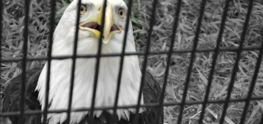 Trump, Hitler, and me – how bullies are physiologically driven to bully