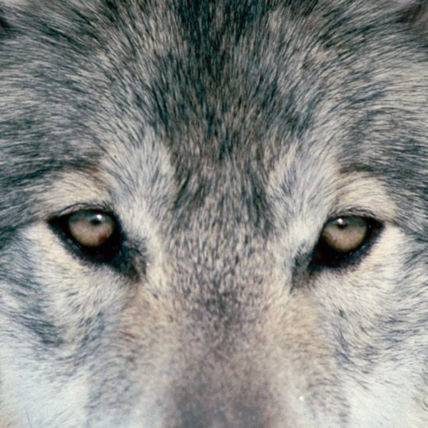 What to do when being tracked by Romanian wolves