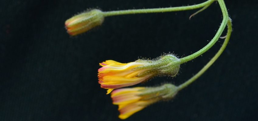 Support overcoming our procrastination and self-sabotage habits can come from the unlikeliest places.